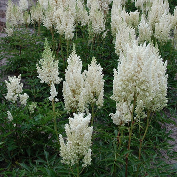 6 x Astilbe arendsii Weisse Gloria Arends-asters, Pot van 9x9 cm