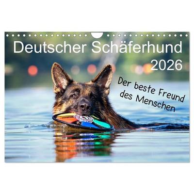 Deutscher Schäferhund - Der beste Freund des Menschen (Wandkalender 2026 DIN A4 quer), CALVENDO Monatskalender