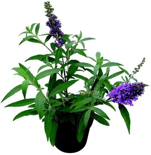 Pflanzen Schmetterlingsflieder 2 L Container