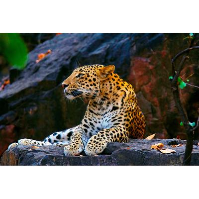 Fototapete PAPERMOON "LEOPARD", bunt, B:4m L:2,6m, Vlies, Tapeten