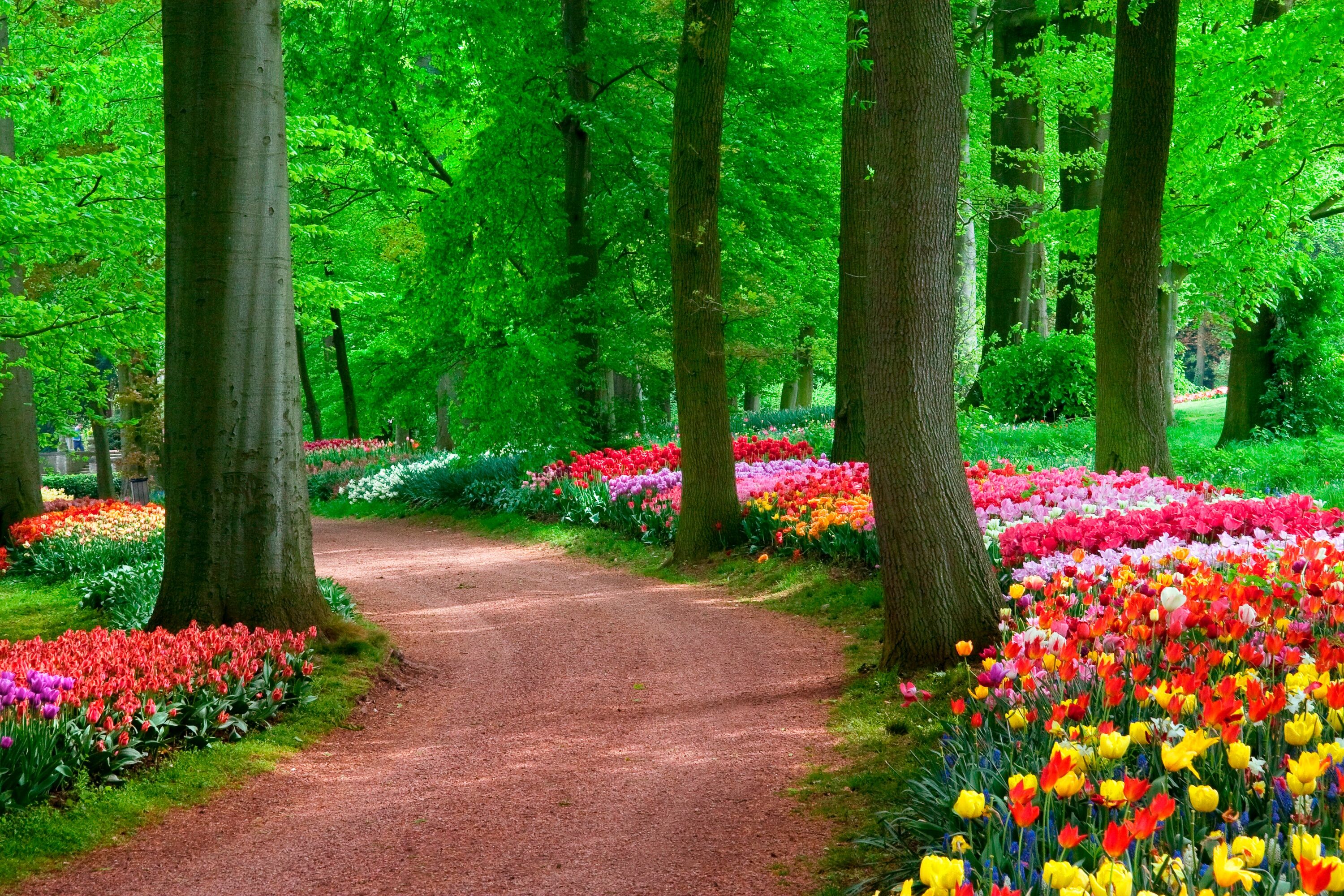 Fototapete PAPERMOON "Tulips Spring Landscape", bunt, B:2m L:1,49m, Vlies, Tapeten, Fototapete bunt B/L: 2m x 1,49m, Bahnen: 4 Stk.
