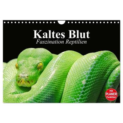 Kaltes Blut. Faszination Reptilien (Wandkalender 2027 DIN A4 quer), CALVENDO Monatskalender