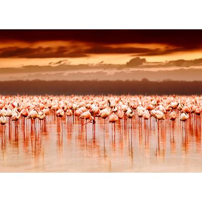 Fototapete PAPERMOON "African Flamingos", bunt, B:3,5m L:2,6m, Vlies, Tapeten