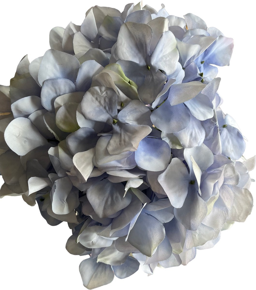 Daan-Kromhout Hortensia blauw
