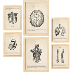 POSTER Set Mit 6 Oberkörper Medizinische Illustrationen Im Vintage Stil Von Anatomie, Körperteilen, Knochen Und Muskeln A3 & A4 Rahmen Aus Hellem Holz