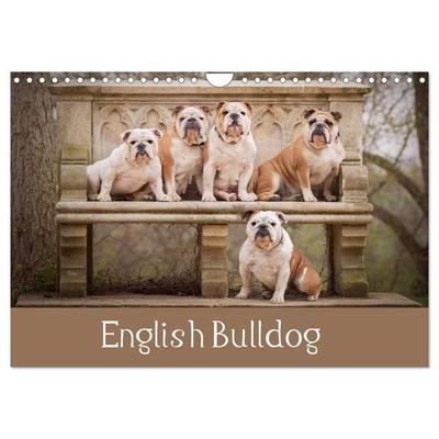 English Bulldog (Wall Calendar 2026 DIN A4 landscape), CALVENDO 12 Month Wall Calendar