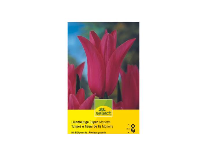 Select Lilienblütige Tulpen Mariette 10 Stück