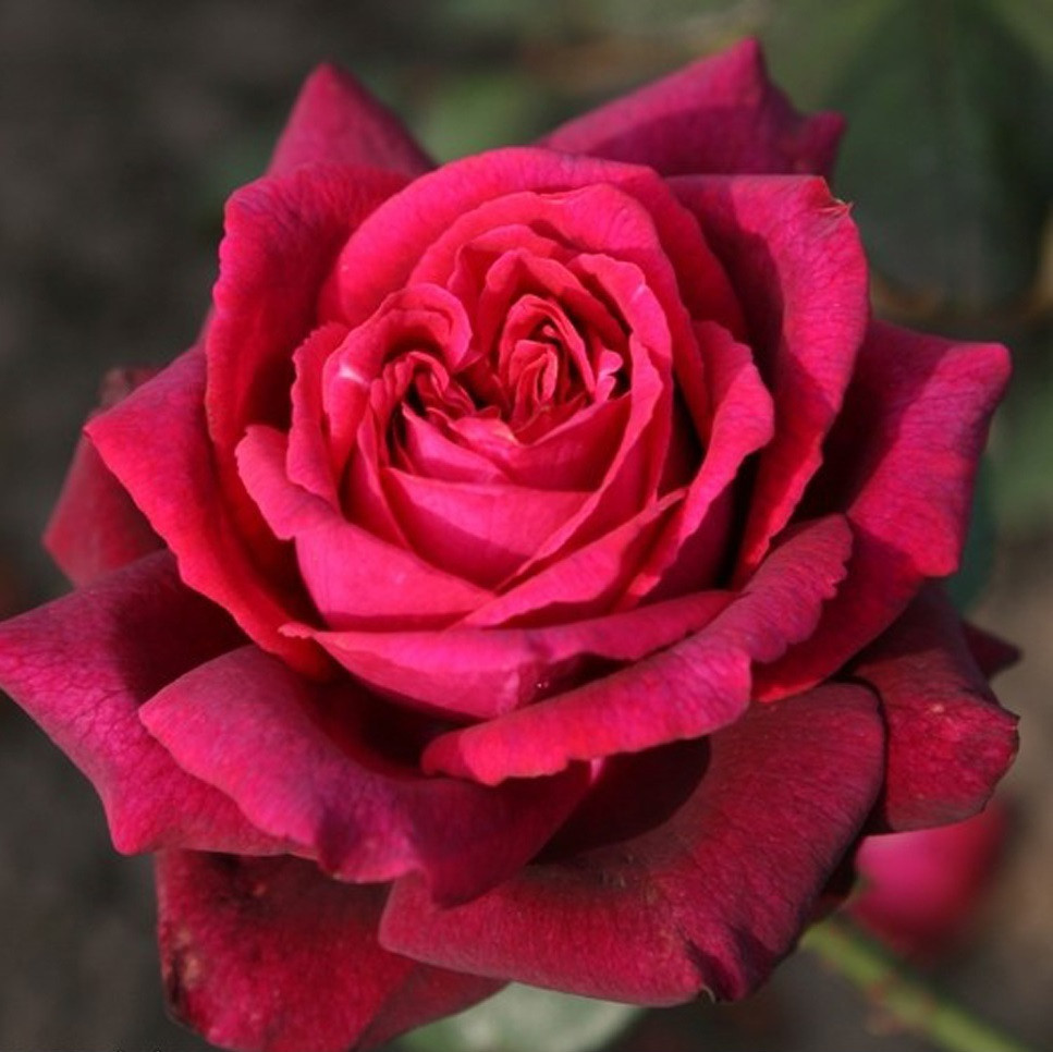 Kordes Parfuma Rosa Gräfin Diana roos