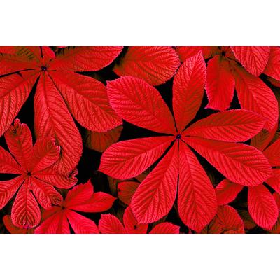 Papermoon "ROTE HERBST-BLÄTTER-BLUME DEKOR MUSTER PFLANZE ORCHIDEE"