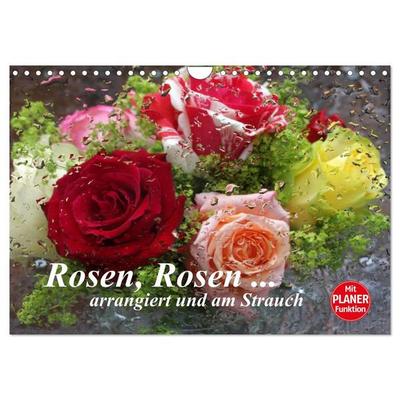 Rosen, Rosen... arrangiert und am Strauch (Wandkalender 2027 DIN A4 quer), CALVENDO Monatskalender