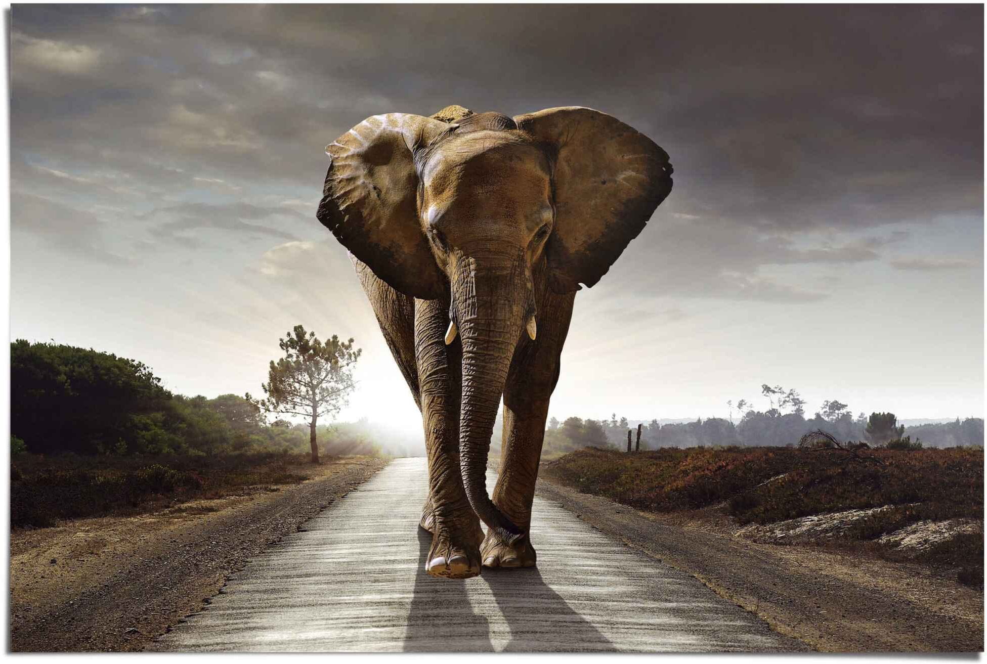 Reinders! Poster REINDERS "Elefant Wanderung", braun (farbe bild(er): braun), B:91,5cm H:61cm, Papier, Bilder, Poster farbe bild(er): braun B/H/T: 91,5cm x 61cm, 1 Stk.