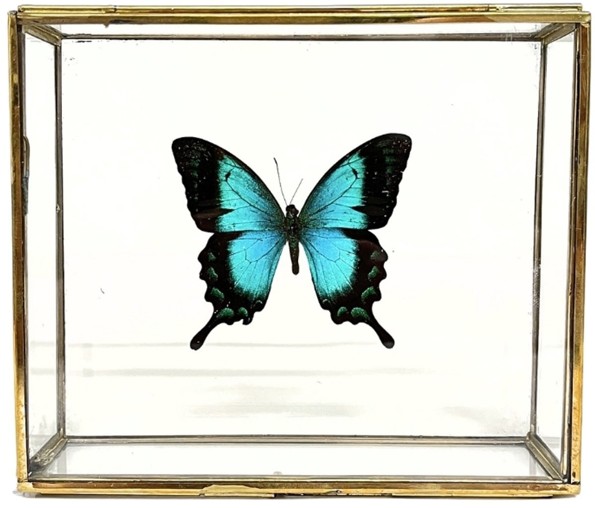 Blauwe vlinder Papilio Ulysses Ulysses in een elegant glazen kistje met gouden rand