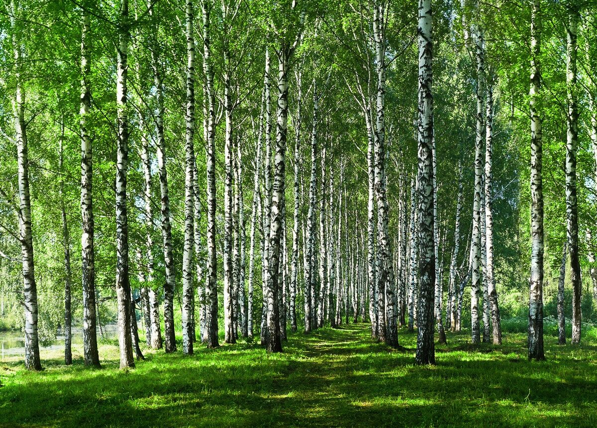 Fototapete PAPERMOON "Birkenwald", bunt, B:4m L:2,6m, Vlies, Tapeten, Fototapete