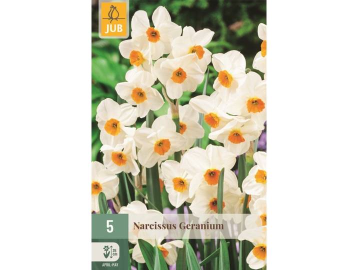 Narcis geranium 5 bollen