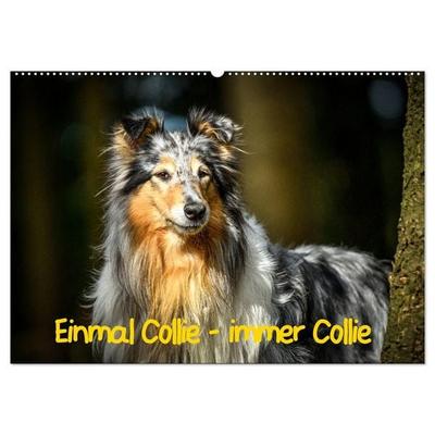 Einmal Collie - immer Collie (Wandkalender 2027 DIN A2 quer), CALVENDO Monatskalender