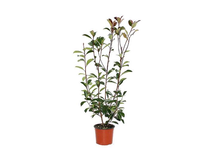 Glanzmispel - Photinia Red Robin 50 - 60cm inklusive Topf