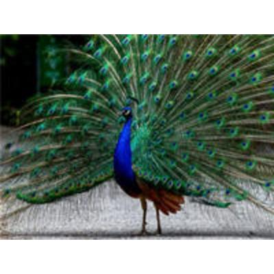 CALVENDO Puzzle Pfauentanz, Wildpark Roggenhausen Aarau | 1000 Teile Lege-Größe 64x48cm Foto-Puzzle für glückliche Stunden