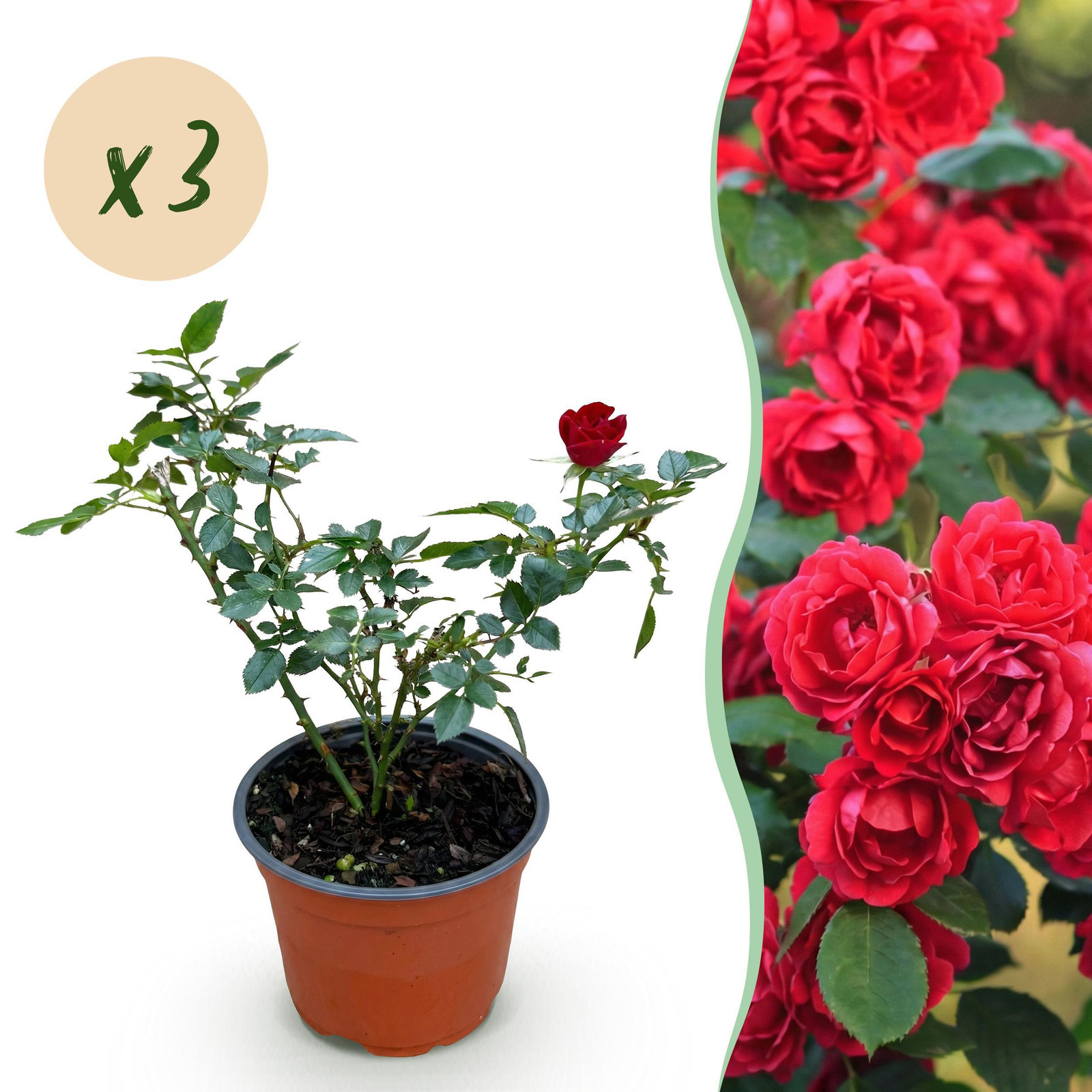 Pflanzenboutique Rosa Rote The Fairy Roos - Winterharde Rode Tuinplant - 3 stuks - Hoogte: 20-30 cm, Diameter: 12 cm