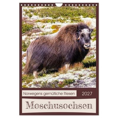 Moschusochsen - Norwegens gemütliche Riesen (Wandkalender 2027 DIN A4 hoch), CALVENDO Monatskalender