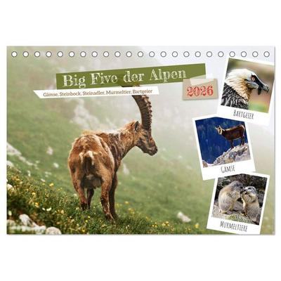 Big Five der Alpen Gämse, Steinbock, Murmeltier, Steinadler, Bartgeier (Tischkalender 2026 DIN A5 quer), CALVENDO Monatskalender