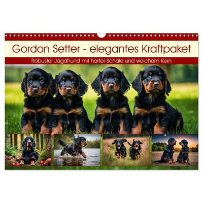 Gordon Setter - elegantes Kraftpaket (Wandkalender 2026 DIN A3 quer), CALVENDO Monatskalender