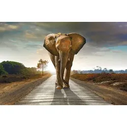 Bild ELEFANT (BHT 116x76x2 cm) - bunt - BHT 116x76x2 cm
