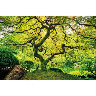 Fototapete PAPERMOON "Japanese Maple Tree", bunt, B:5m L:2,8m, Vlies, Tapeten