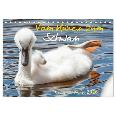 Vom Küken zum Schwan (Tischkalender 2026 DIN A5 quer), CALVENDO Monatskalender