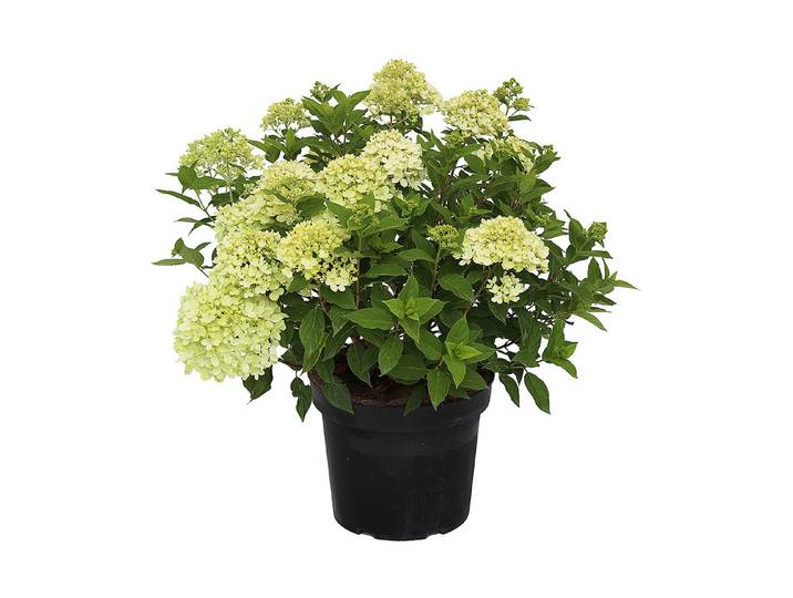 Zwergrispenhortensie - Hydrangea paniculata Little Lime ' 50-60cm inklusive Topf'