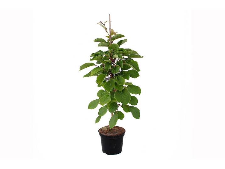 Kiwi Matua ' (männlich) (Actinidia chinensis 'Matua '), Topfgrösse Ø21cm'