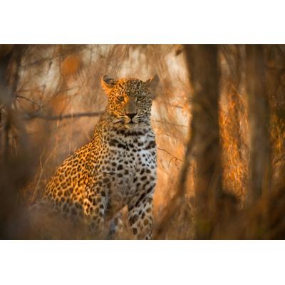 Fototapete PAPERMOON "Leopard in Wald", bunt, B:3m L:2,23m, Vlies, Tapeten