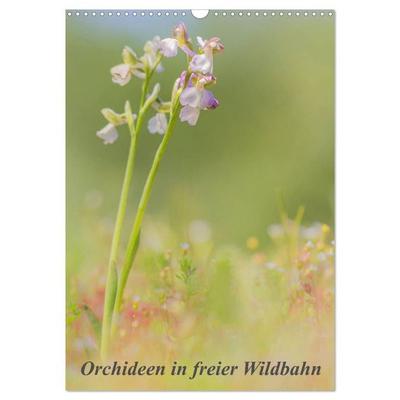 Orchideen in freier Wildbahn (Wandkalender 2027 DIN A3 hoch), CALVENDO Monatskalender