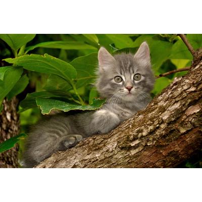 Fototapete PAPERMOON "Katze im Baum", bunt, B:3,5m L:2,6m, Vlies, Tapeten