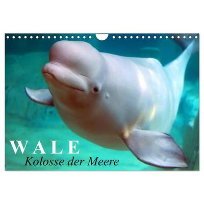 Wale - Kolosse der Meere (Wandkalender 2027 DIN A4 quer), CALVENDO Monatskalender