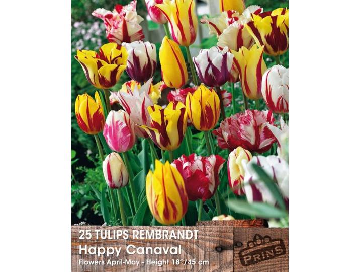 Prins tulpen happy carnaval 25 bollen