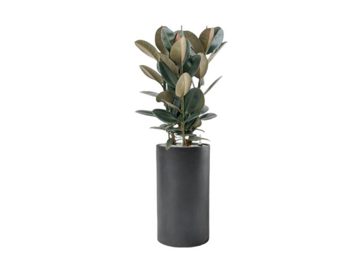 Pflanzen Arrangement „Ficus elastica 'Abidjan' in Basic“, Höhe 145-155 cm Baq Design