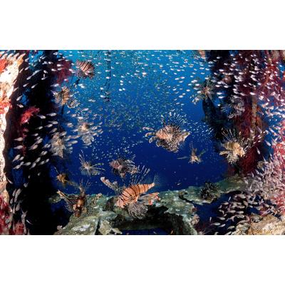 Fototapete PAPERMOON "Photo-Art ILAN BEN TOV, LIONFISH PARTY", bunt, B:5m L:2,8m, Vlies, Tapeten