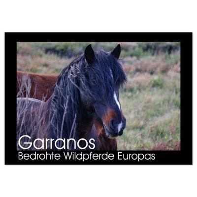 Garranos - Bedrohte Wildpferde Europas (Wandkalender 2026 DIN A4 quer), CALVENDO Monatskalender
