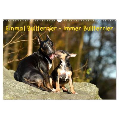 Einmal Bullterrier - immer Bullterrier (Wandkalender 2027 DIN A3 quer), CALVENDO Monatskalender