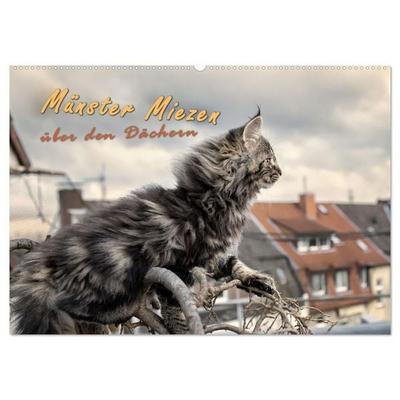 Münster Miezen - über den Dächern (Wandkalender 2027 DIN A2 quer), CALVENDO Monatskalender