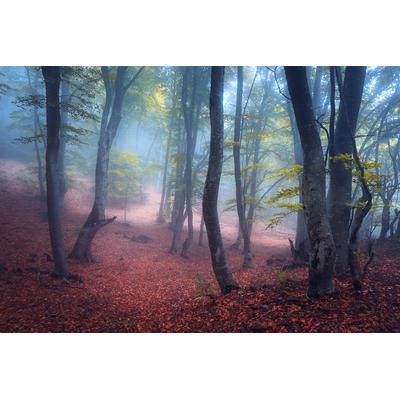 Fototapete PAPERMOON "Wald", bunt, B:2,5m L:1,86m, Vlies, Tapeten