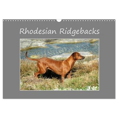 Rhodesian Ridgebacks (Wall Calendar 2026 DIN A3 landscape), CALVENDO 12 Month Wall Calendar