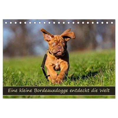 Eine kleine Bordeauxdogge entdeckt die Welt (Tischkalender 2027 DIN A5 quer), CALVENDO Monatskalender