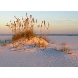 Fototapete PAPERMOON "DÜNEN- MEER SEE KÜSTE NORDSEE OSTSEE STRAND SYLT GRAS", bunt, B:3,5m L:2,6m, Vlies, Tapeten