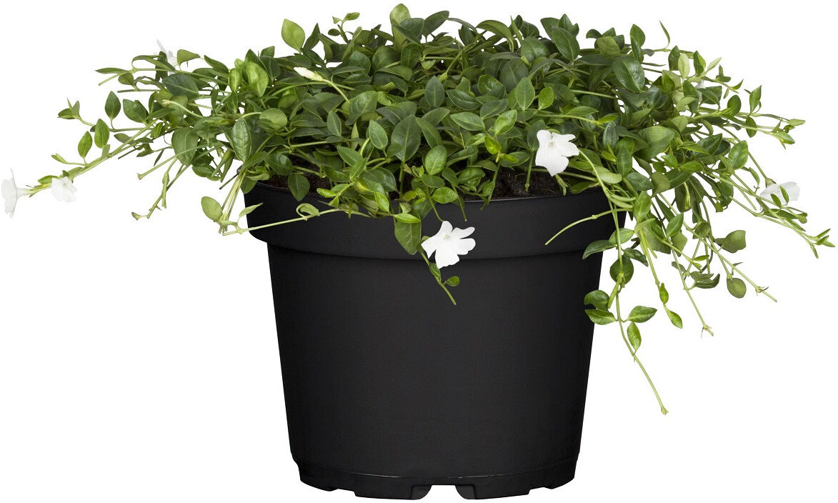 Pflanzen Immergrün Alba 0,5 l Container