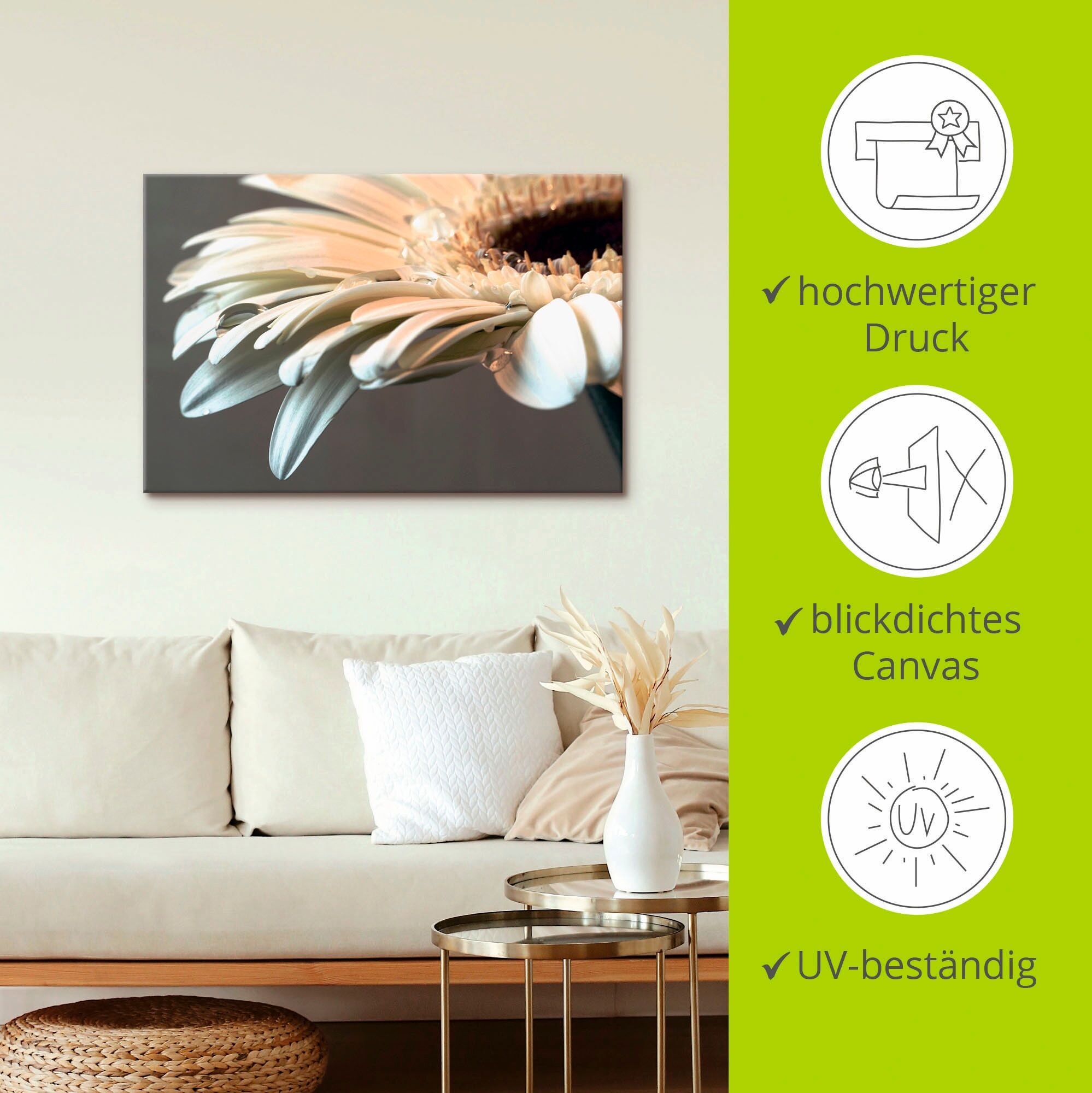 Leinwandbild ARTLAND "Blüte einer Gerbera", weiss (farbe bild(er): weiß), B:60cm H:40cm, Bilder, Leinwandbild, auf Holzrahmen gespannt farbe bild(er): weiß B/H/T: 60cm x 40cm, Leinwandbild Blumen Querformat, 1 Stk.