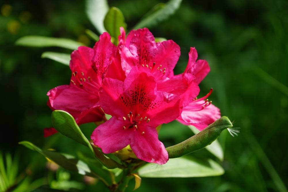 Pflanzen Rhododendron Nova Zembla 5 l Container
