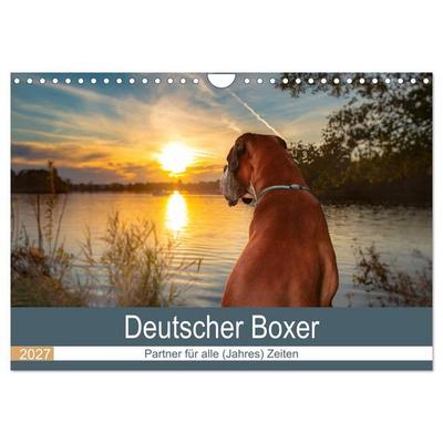 Deutscher Boxer (Wandkalender 2027 DIN A4 quer), CALVENDO Monatskalender