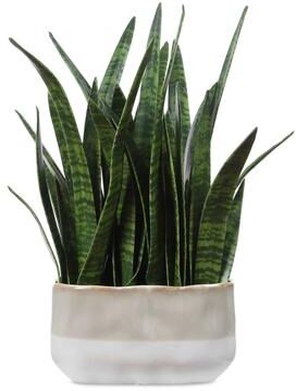 "Uttermost Sansera Snake Accent Plant - 11.75"" D x 15.75"" W x 20.88"" H"