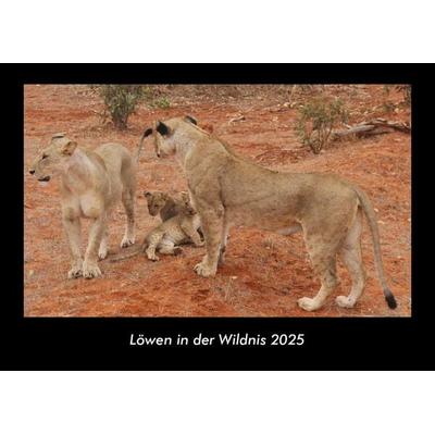 Löwen in der Wildnis 2025 Fotokalender DIN A3